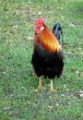 Rooster