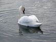 Majestic Swan