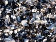 Seashells