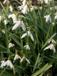 Snowdrop (Galanthus nivalis)
