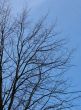 Perfect Tree