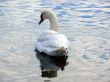 Swan