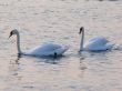 Swans Together