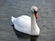 Swan