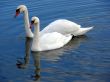 Swans