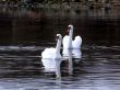 Swan Lake