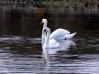 Swan Lake