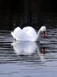 Swan Lake