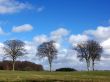 Tree Landscape