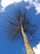 Tree In Sky