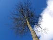 Tree In Sky
