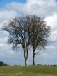 Tree Landscape