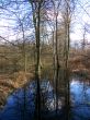Tree Reflection