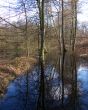 Tree Reflection