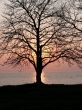 Tree In Color