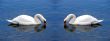Swan Hearts