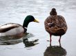 Walk On Water
