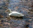 Autumn Duck