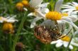Spider on a flower
