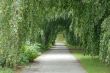 The green tunnel