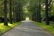 Larch road