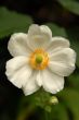  Autumn Flower