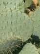 Cactus macro