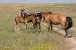 Horses