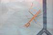 Praying Mantis