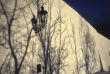 Shadows of trees
