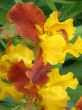 flower of an iris