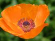 flowers of a poppy.