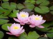 water lily