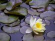 water lily