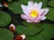 water lily
