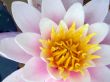 water lily