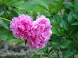 flowers. Peonies