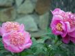 flowers. Peonies