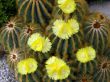 flowers of a cactus