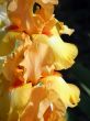 flower of an iris