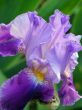 flower of an iris