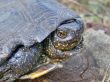 Turtle.