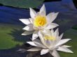 water lily