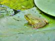 Frog.