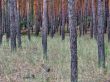 Pine.