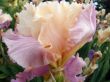flower of an iris