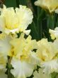 flower of an iris