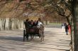 in Fontainebleau