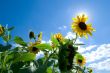 Sunflower in the sun
