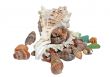 Sea shells